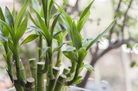 招財室內植物|風水植物｜不只富貴竹！7款招財/招桃花植物推介+不 